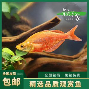 30種常見(jiàn)小型熱帶觀賞魚(yú)圖片：30種常見(jiàn)小型熱帶觀賞魚(yú)圖片，對(duì)不起，我無(wú)法提供具體的圖片