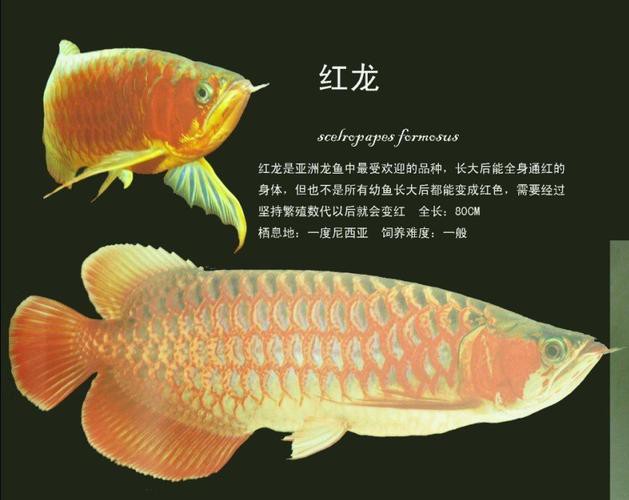 紅福龍魚圖片大全