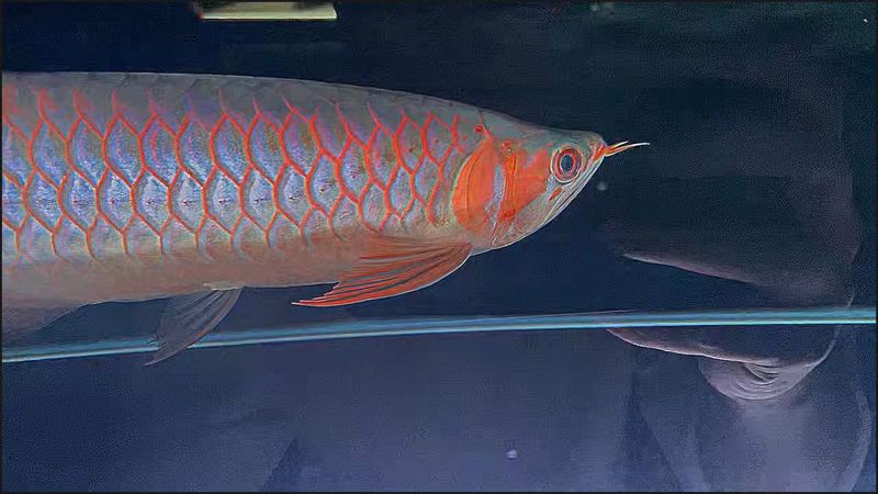 白玉紅龍魚小時候長什么樣子圖片