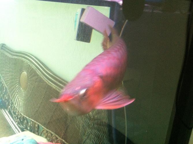 白玉紅龍魚小時候長什么樣子圖片