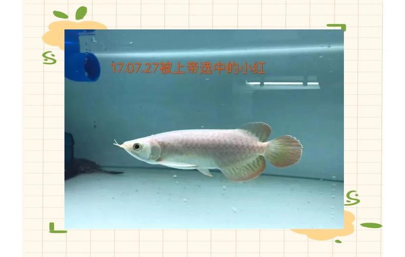 白玉紅龍魚小時候長什么樣子圖片