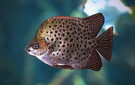 金鼓魚俗稱什么魚