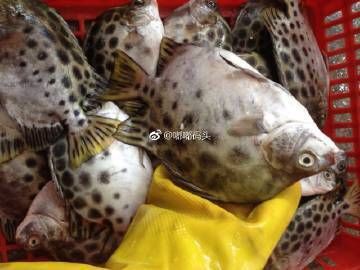 金鼓魚俗稱什么魚