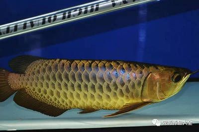龍魚換完水趴缸了怎么辦：龍魚換完水后趴缸可能是由于水質變化、環境改變或疾病等原因引起 龍魚換完水趴缸了怎么辦：龍魚換完水后趴缸可能是由于水質變化、環境改變或疾病等原因引起 龍魚百科 第5張