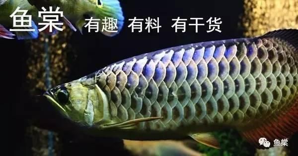怎么選金龍魚的好壞呢：如何鑒別金龍魚的優劣