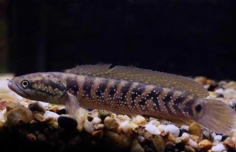 如何區分珍珠赤雷龍和普通月鱧？