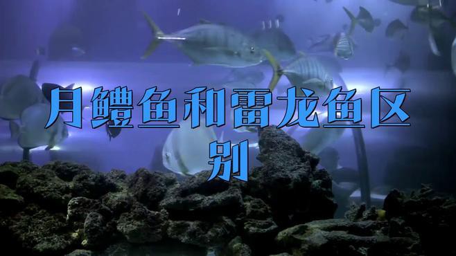 如何區分珍珠赤雷龍和普通月鱧？