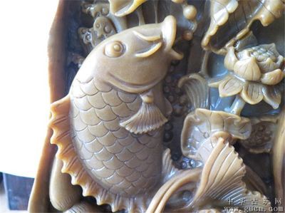荷花金龍魚代表什么意思（荷花金龍魚的含義） 荷花金龍魚代表什么意思（荷花金龍魚的含義） 龍魚百科 第3張