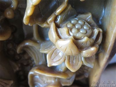 荷花金龍魚代表什么意思（荷花金龍魚的含義） 荷花金龍魚代表什么意思（荷花金龍魚的含義） 龍魚百科 第2張