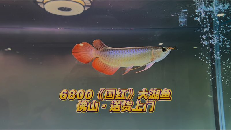 哪里可以購買到優質的大紅龍魚？ 哪里可以購買到優質的大紅龍魚？ 龍魚百科 第14張