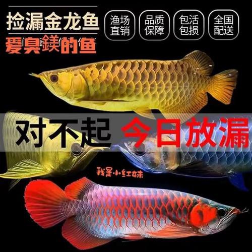 哪里可以購買到優質的大紅龍魚？ 哪里可以購買到優質的大紅龍魚？ 龍魚百科 第6張
