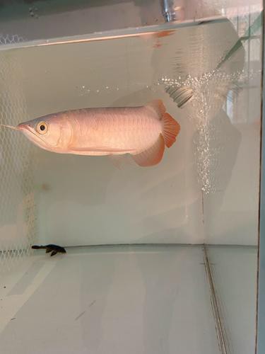 哪里可以購買到優質的大紅龍魚？ 哪里可以購買到優質的大紅龍魚？ 龍魚百科 第7張