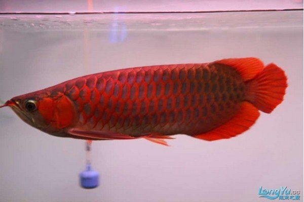 紅龍魚的養殖技術