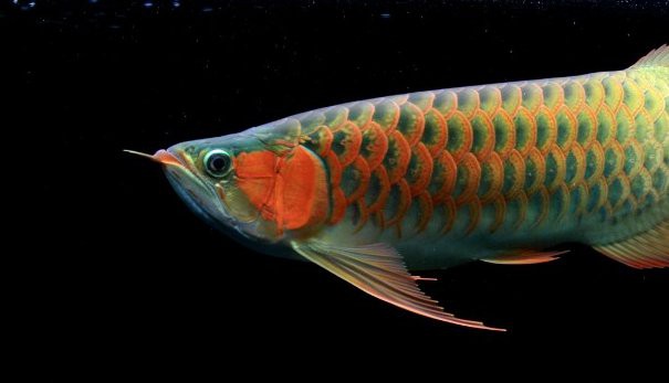 金龍魚燈光管理需要注意哪些細(xì)節(jié)？