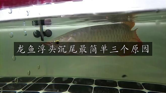 如何判斷龍魚(yú)沉尾是否嚴(yán)重？