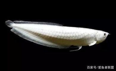 現在的雪龍魚為什么這么便宜了