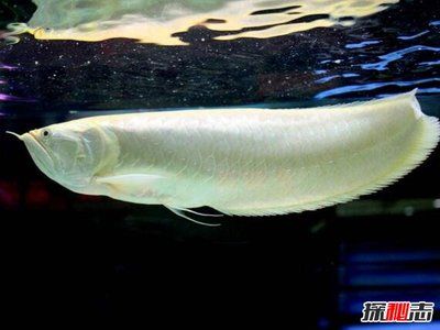 現在的雪龍魚為什么這么便宜了