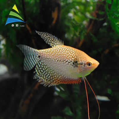 黃曼龍魚兇還是藍曼龍能長多大：黃曼龍魚和藍曼龍魚各有其特點和特點和適宜的飼養環境 黃曼龍魚兇還是藍曼龍能長多大：黃曼龍魚和藍曼龍魚各有其特點和特點和適宜的飼養環境 龍魚百科 第3張