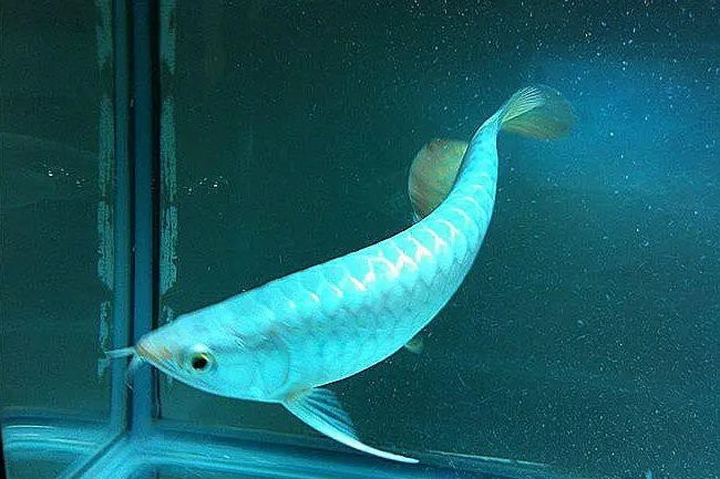 白龍魚大概多少錢一條 白龍魚大概多少錢一條 龍魚百科 第10張