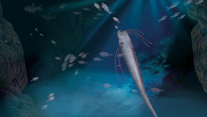 白龍魚大概多少錢一條 白龍魚大概多少錢一條 龍魚百科 第3張
