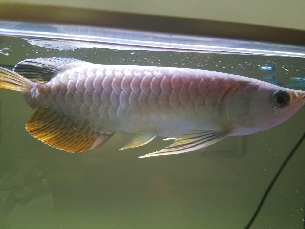 祥龍龍魚怎么樣分公母：祥龍龍魚性別鑒別