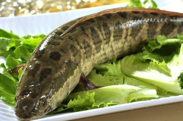 黑魚和龍魚混養好不好：黑魚和龍魚混養有講究