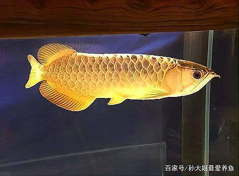 古典金龍七鰭短小會影響其生長嗎？