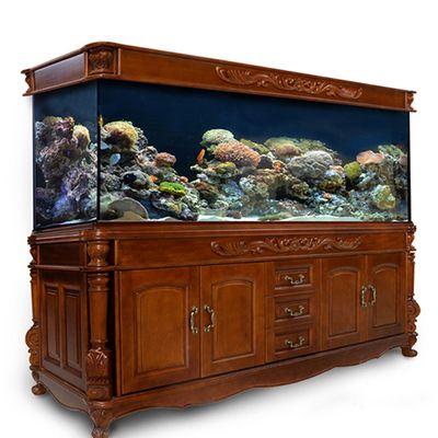 龍魚缸里有白色絮狀物怎么辦：魚缸里有白色絮狀物怎么辦