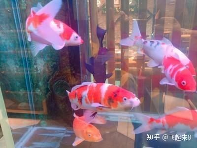 龍魚的配魚單數還是雙數 龍魚的配魚單數還是雙數 龍魚百科 第2張
