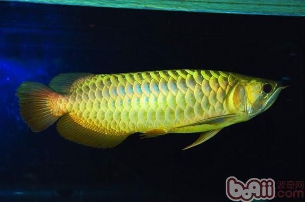 龍魚咬魟魚尾巴：如何判斷龍魚攻擊行為的心理分析