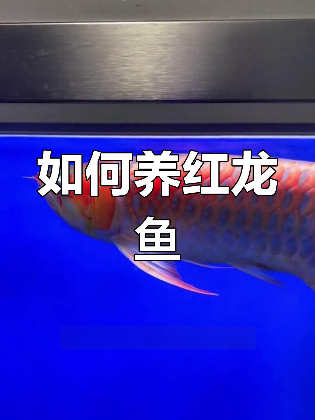紅龍魚飼養(yǎng)環(huán)境具體要求
