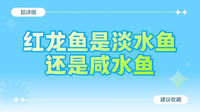 紅龍魚飼養(yǎng)環(huán)境具體要求