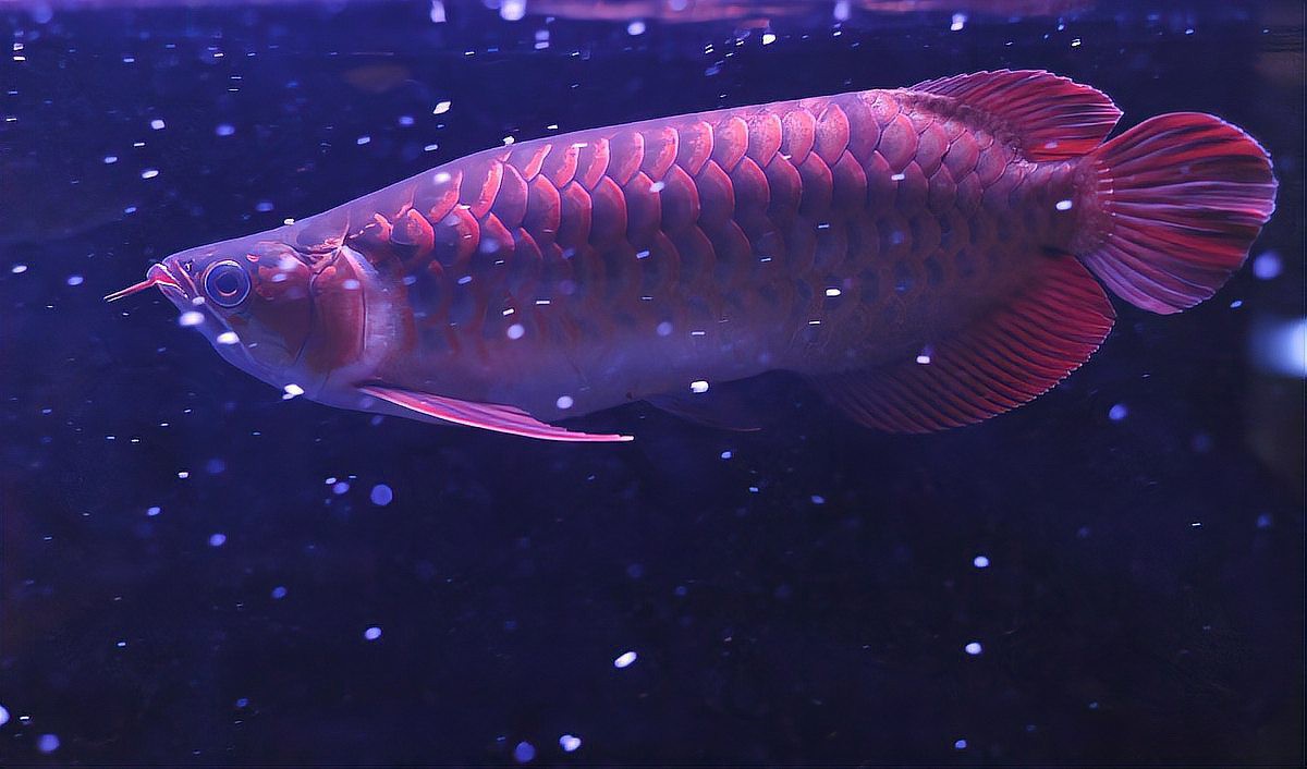 紅龍過背金龍魚壽命有多長(zhǎng)？ 紅龍過背金龍魚壽命有多長(zhǎng)？ 龍魚百科 第6張