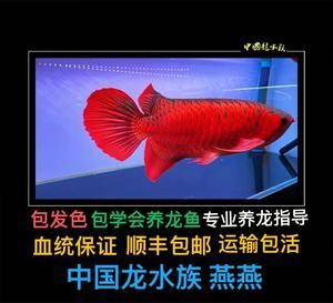 龍魚苗：如何判斷龍魚苗的健康狀況，龍魚苗飼養(yǎng)常見誤區(qū)