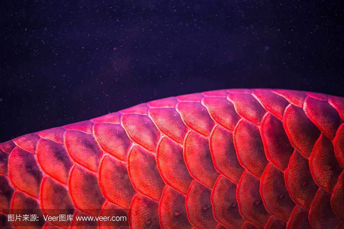 紅龍魚尾巴邊緣發(fā)白（紅龍魚尾巴發(fā)白怎么辦） 紅龍魚尾巴邊緣發(fā)白（紅龍魚尾巴發(fā)白怎么辦） 龍魚百科 第6張