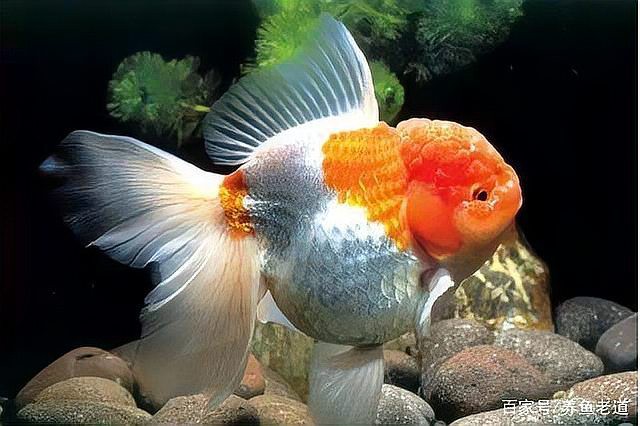 加了硝化細(xì)菌龍魚(yú)不舒服 加了硝化細(xì)菌龍魚(yú)不舒服 龍魚(yú)百科 第2張