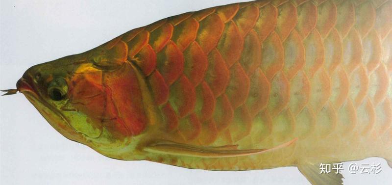 <strong><mark>上海</mark></strong>龍魚手術醫院怎么樣知乎