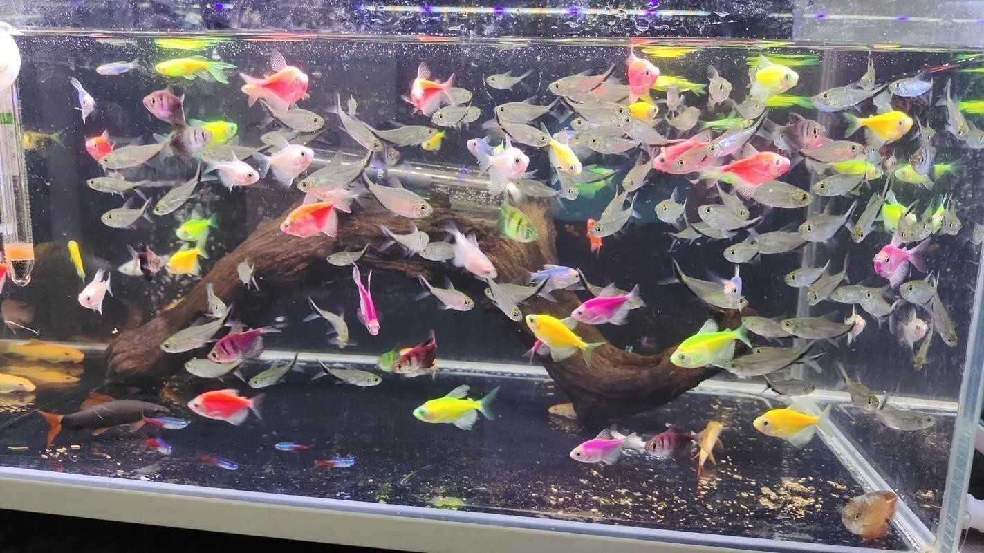 羅非魚可以和龍魚混養(yǎng)嗎圖片欣賞 羅非魚可以和龍魚混養(yǎng)嗎圖片欣賞 龍魚百科 第14張