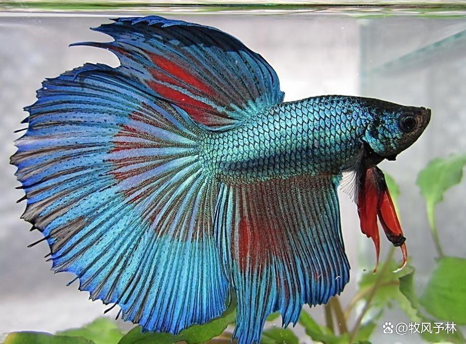 羅非魚可以和龍魚混養(yǎng)嗎圖片欣賞 羅非魚可以和龍魚混養(yǎng)嗎圖片欣賞 龍魚百科 第27張