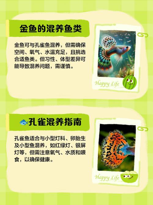 羅非魚可以和龍魚混養(yǎng)嗎圖片欣賞 羅非魚可以和龍魚混養(yǎng)嗎圖片欣賞 龍魚百科 第21張