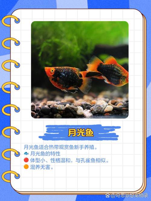羅非魚可以和龍魚混養(yǎng)嗎圖片欣賞 羅非魚可以和龍魚混養(yǎng)嗎圖片欣賞 龍魚百科 第12張