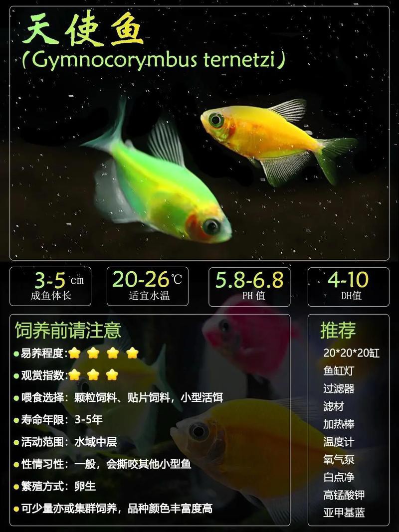 羅非魚可以和龍魚混養(yǎng)嗎圖片欣賞 羅非魚可以和龍魚混養(yǎng)嗎圖片欣賞 龍魚百科 第15張