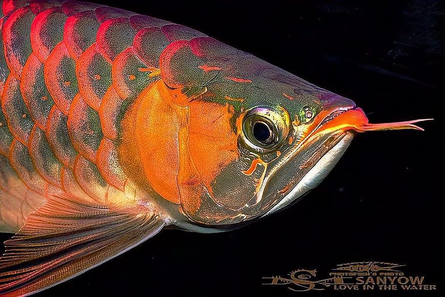 羅非魚可以和龍魚混養(yǎng)嗎圖片欣賞 羅非魚可以和龍魚混養(yǎng)嗎圖片欣賞 龍魚百科 第29張