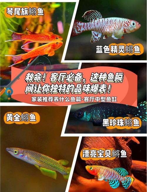 羅非魚可以和龍魚混養(yǎng)嗎圖片欣賞 羅非魚可以和龍魚混養(yǎng)嗎圖片欣賞 龍魚百科 第17張