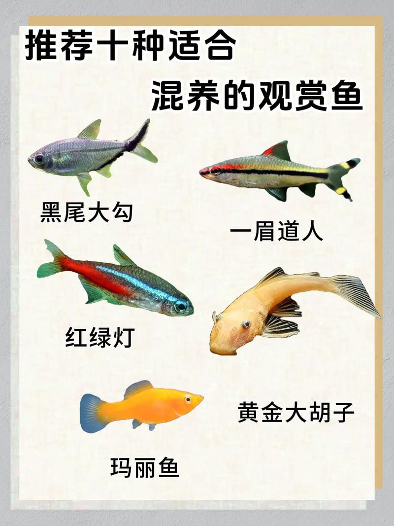 羅非魚可以和龍魚混養(yǎng)嗎圖片欣賞 羅非魚可以和龍魚混養(yǎng)嗎圖片欣賞 龍魚百科 第5張