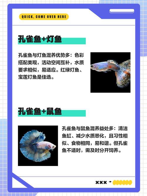 羅非魚可以和龍魚混養(yǎng)嗎圖片欣賞 羅非魚可以和龍魚混養(yǎng)嗎圖片欣賞 龍魚百科 第19張