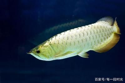 銀版魚(yú)繁殖的最佳水溫和水質(zhì)條件：銀版魚(yú)繁殖期如何控制水溫波動(dòng)銀版魚(yú)繁殖水質(zhì)管理的詳細(xì)步驟