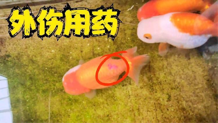 哪些藥物可以促進魚傷口愈合？