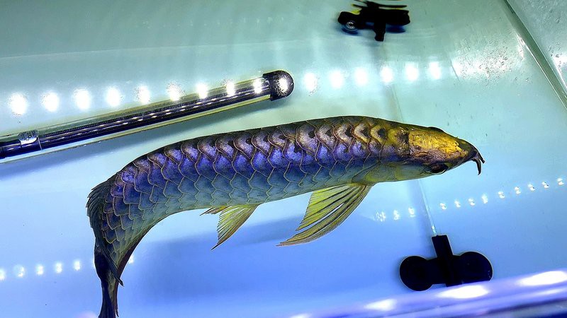 紫羅蘭龍魚是什么品種 紫羅蘭龍魚是什么品種 龍魚百科 第3張
