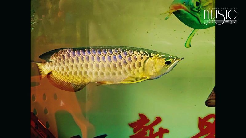 紫羅蘭龍魚是什么品種 紫羅蘭龍魚是什么品種 龍魚百科 第2張